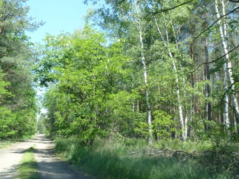 Światowy Dzień Środowiska