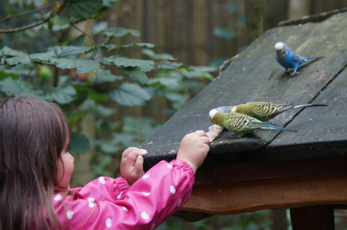 Dziecko sięga do ptaków siedzących na drewnianym daszku