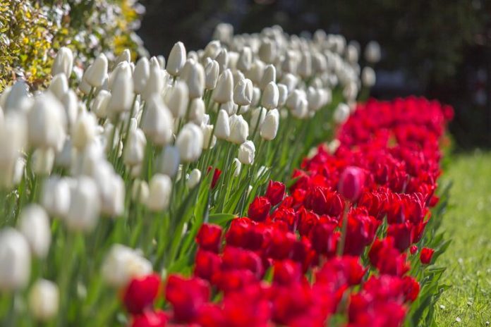 Dwa rzędy tulipanów - u góry białe, na dole czerwone.
